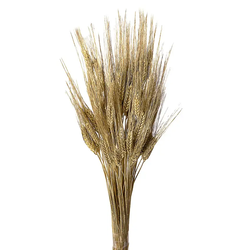 3 Pezzi • Grano triticum 200 pezzi • 90 cm