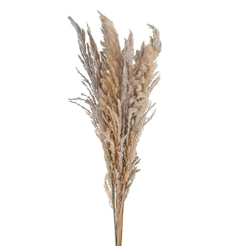20  Pezzi  • Piume Eryanthus naturale • 115 cm