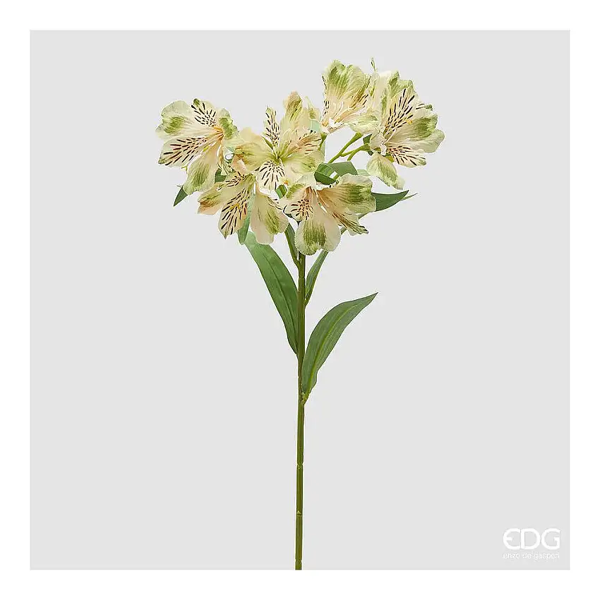 EDG - Alstroemeria Ramo X7 Con Foglie H.80 White Green