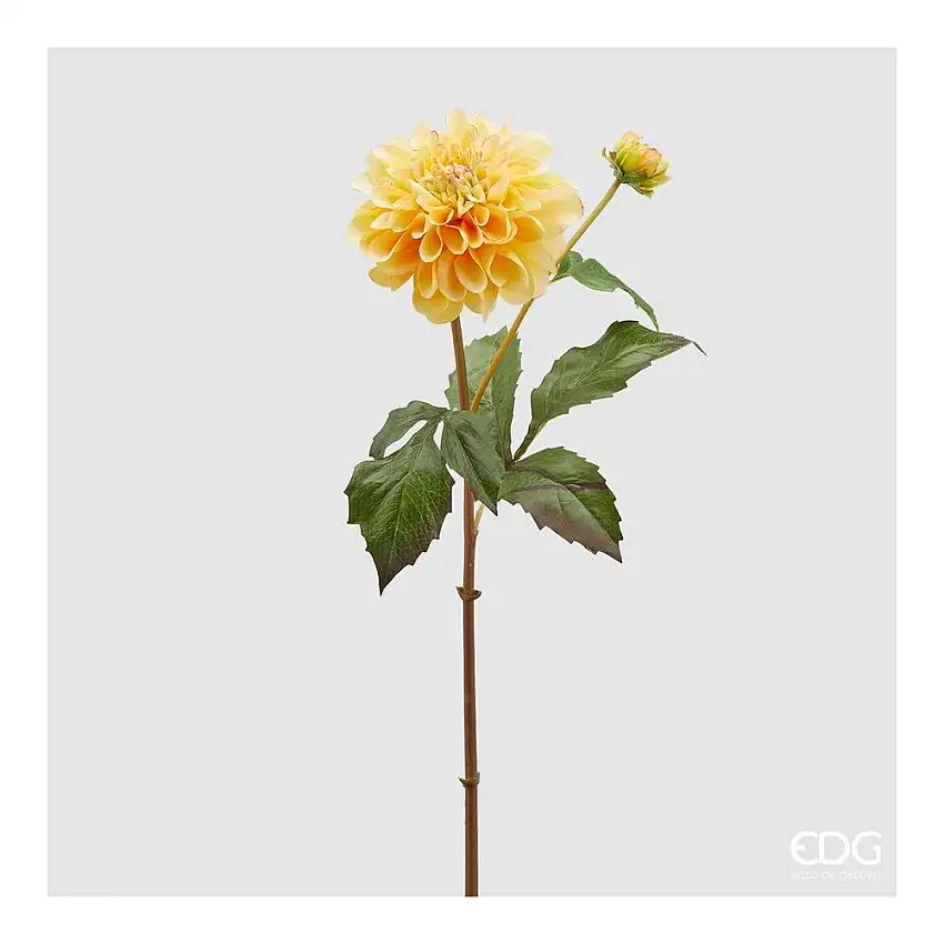 EDG - Dalia Dea Ramo C/Bocc.H65
