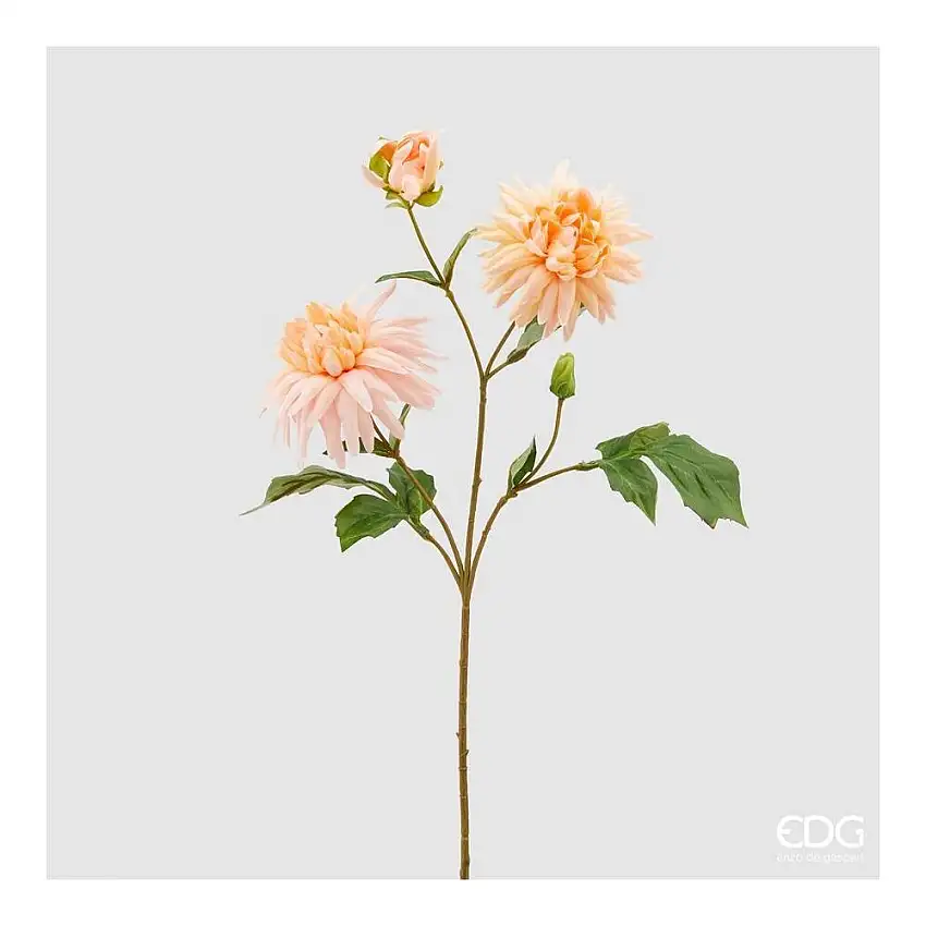 EDG - Dalia Rex Ramo X3 H70 Light Peach