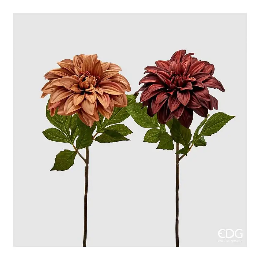 EDG - Dalia Glory H50 [Scura]