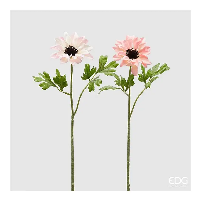 EDG - Anemone Rex H52 [Rosa Chiaro]
