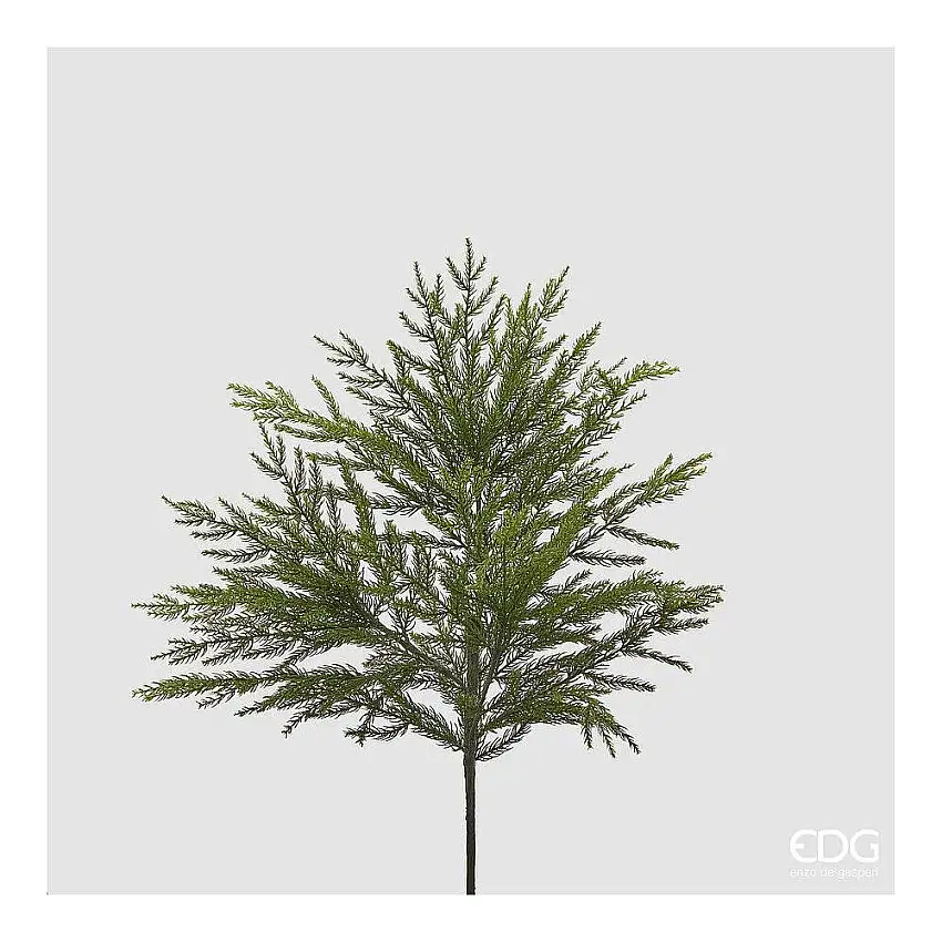 EDG - Cryptomeria Cespuglio H.66 Green