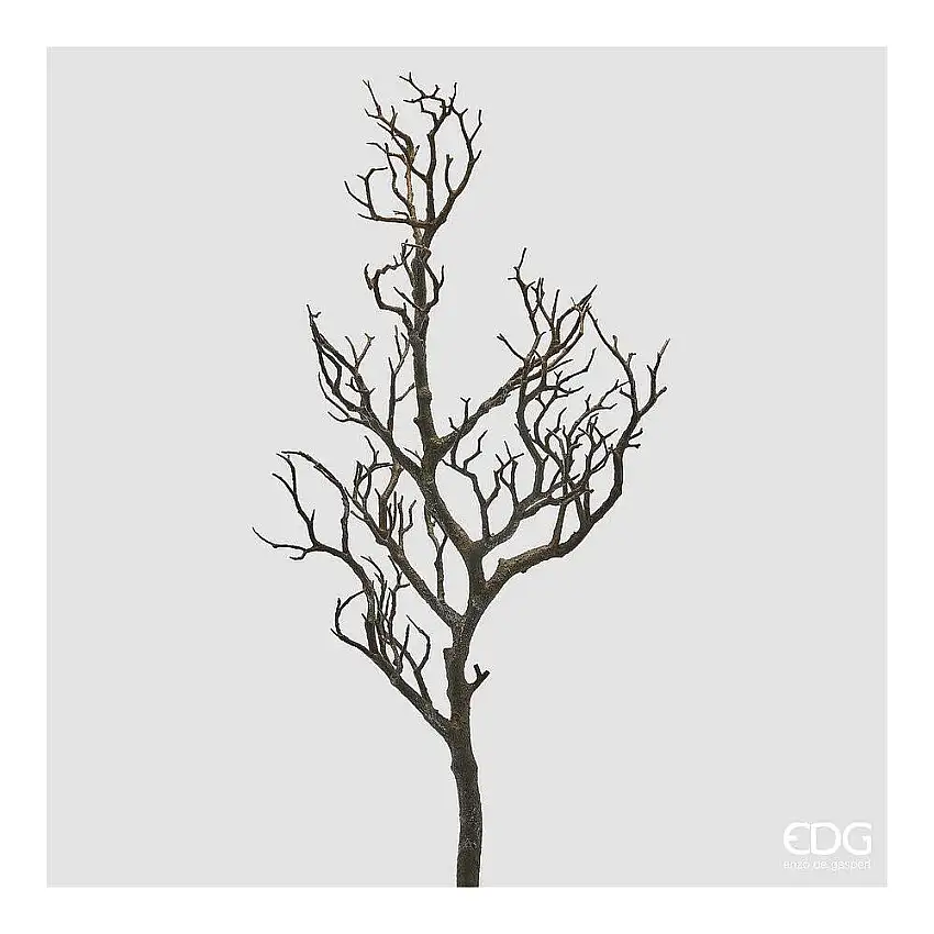 EDG - Acacia Ramo H.79 Black