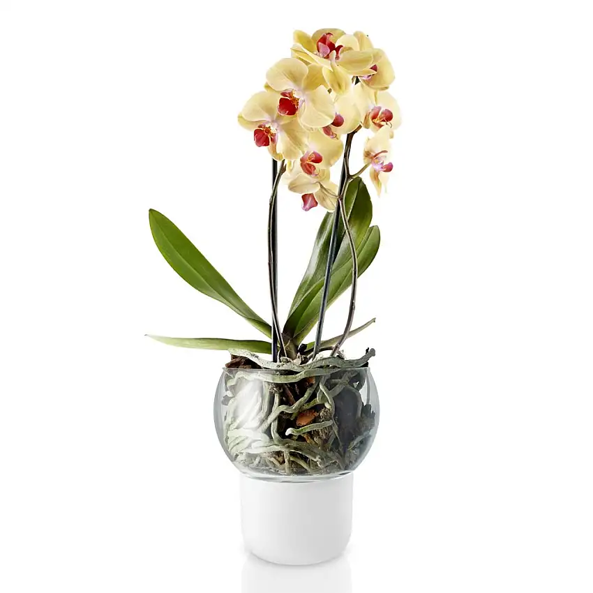 Vaso autoirrigante 15 cm, per orchidee, vetro, Eva Solo