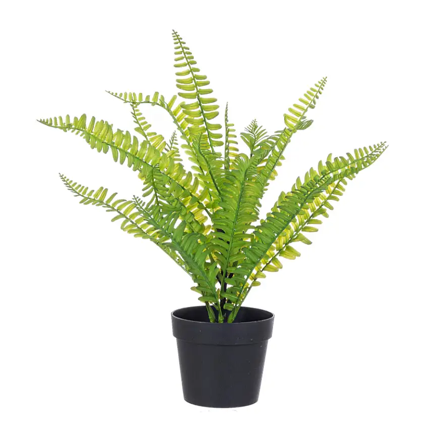 PIANTA FELCE CYATHEA VERDE CM 40 H