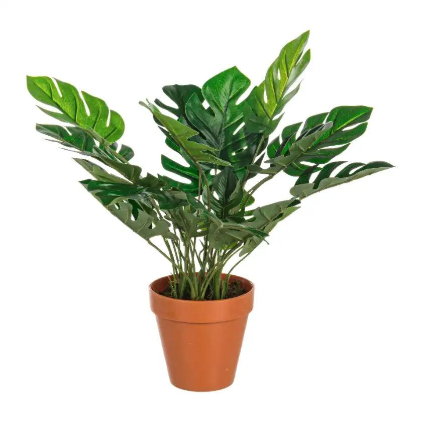 PIANTA FILODENDRO CM 45 H CON VASO E 30 FOGLIE