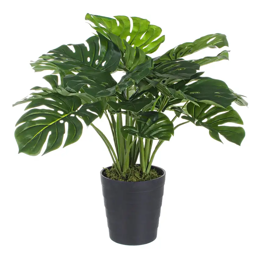 PIANTA FILODENDRO CM 65 H CON VASO E 26 FOGLIE