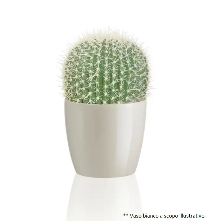 PIANTA PALLA DI CACTUS CM 18