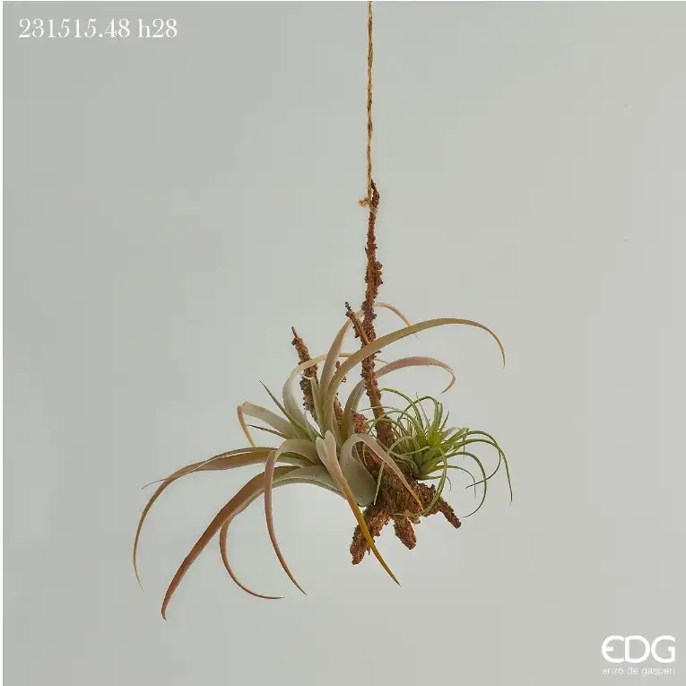 TILLANDSIA BURGUNDY CM 28 H