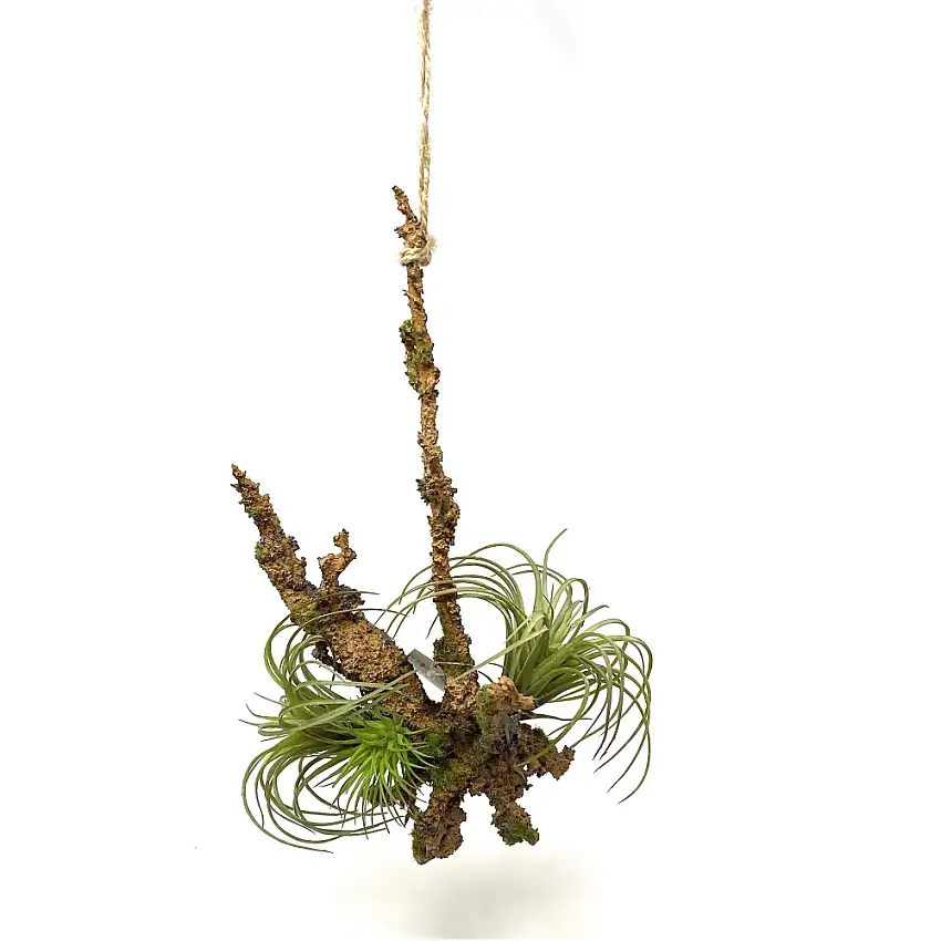 TILLANDSIA BURGUNDY CM 20 H