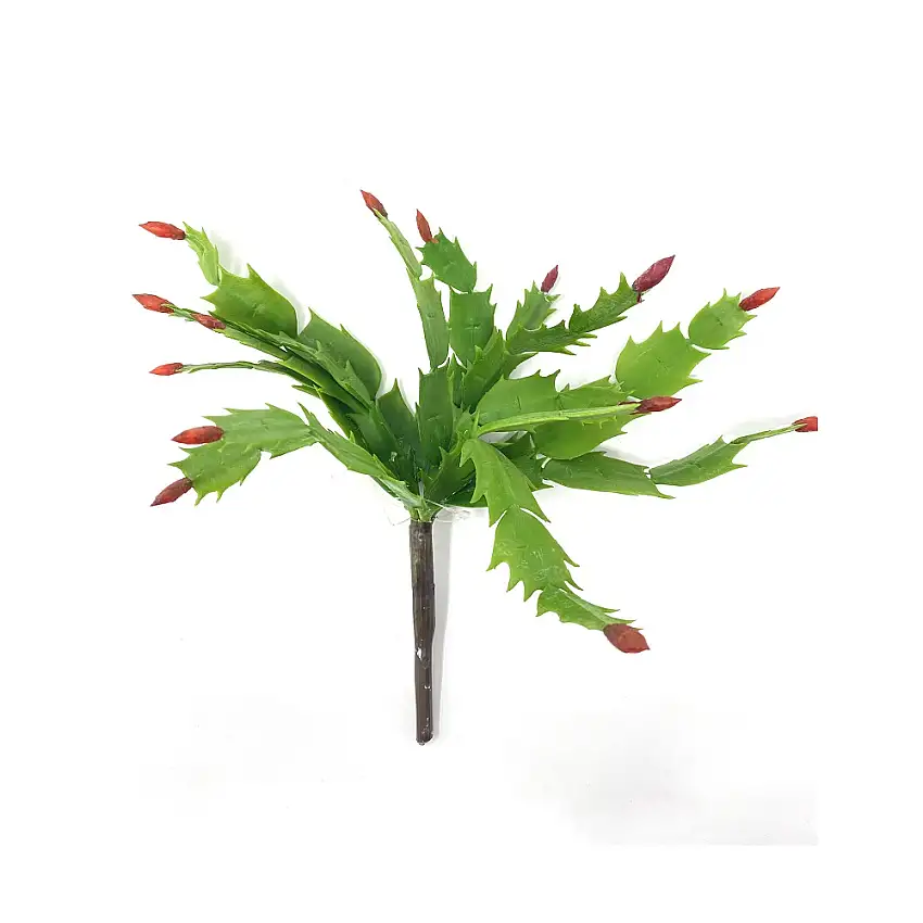 RAMO DI EPIPHYLLUM BELL CM 25 H