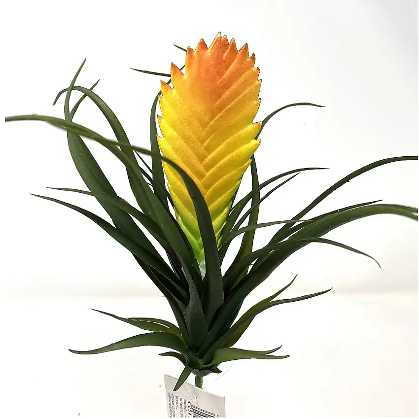 TILLANDSIA WEST PICK CM 25 H