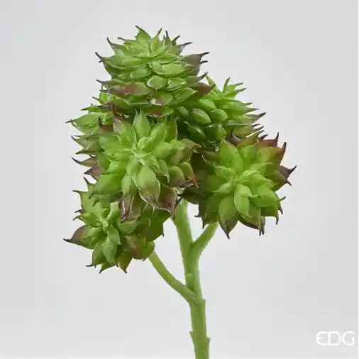 RAMO SEMPERVIVUM EDEN CM 20 H
