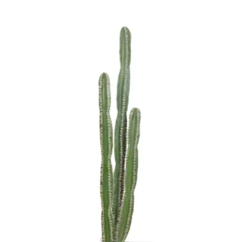 PIANTA CACTUS CM 150 H