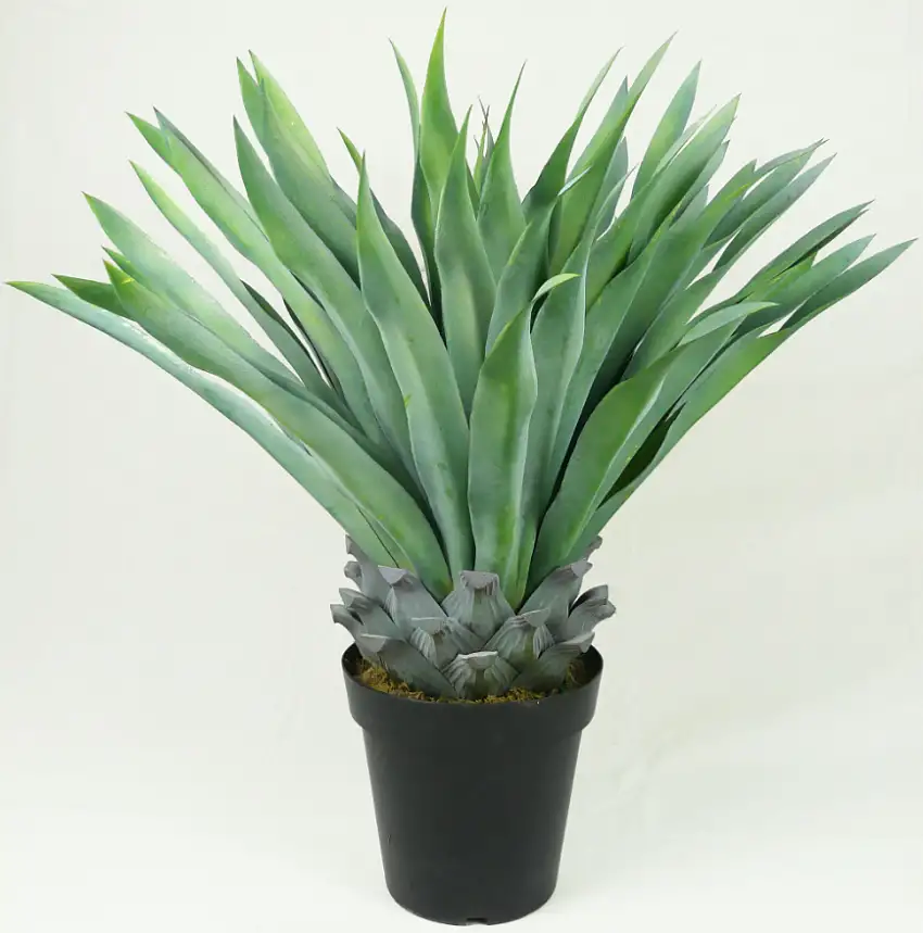 PIANTA AGAVE TEQUILINA CM 73 H