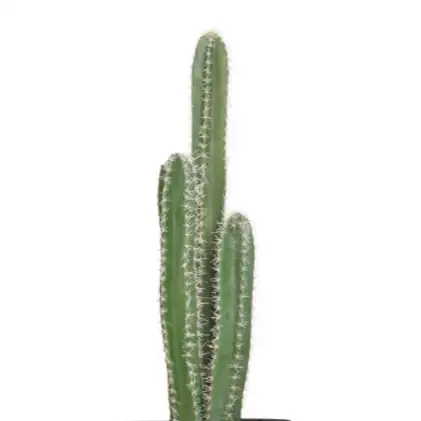 PIANTA CACTUS CM 80H