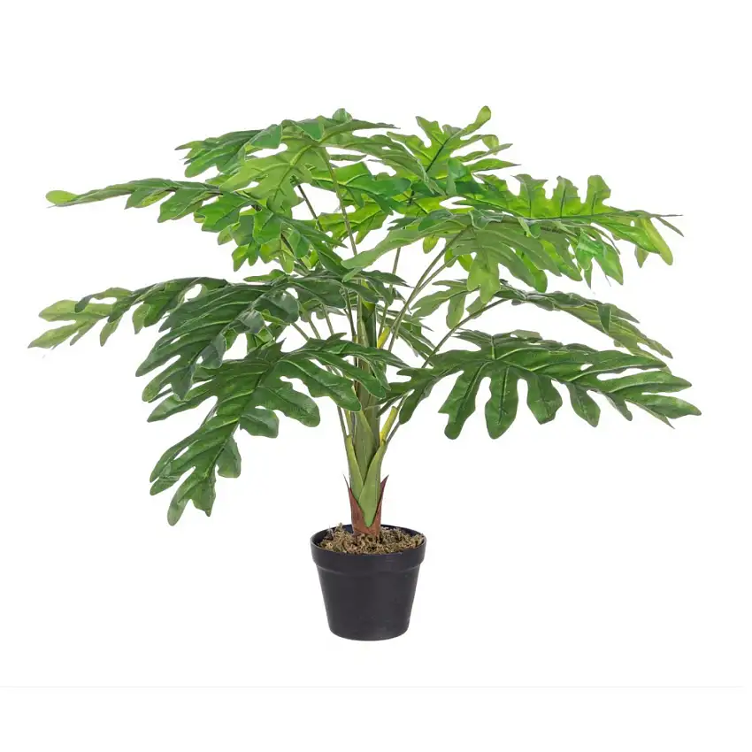 PIANTA FILODENDRO ZIGRINATO CM 90 H CON VASO E 12 FOGLIE