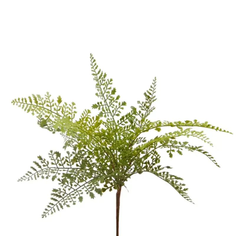 EDG Enzo De Gasperi Felce Olis 45cm