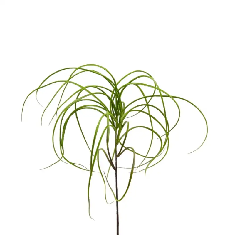 TILLANDSIA BELL RAMO H53